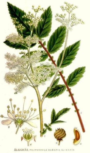Meadow Sweet - Filipendula ulmaria - Таволга вязолистная, лабазник